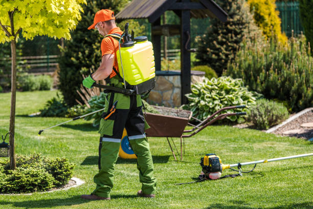 Best Fumigation Services  in Saddlebrooke, AZ